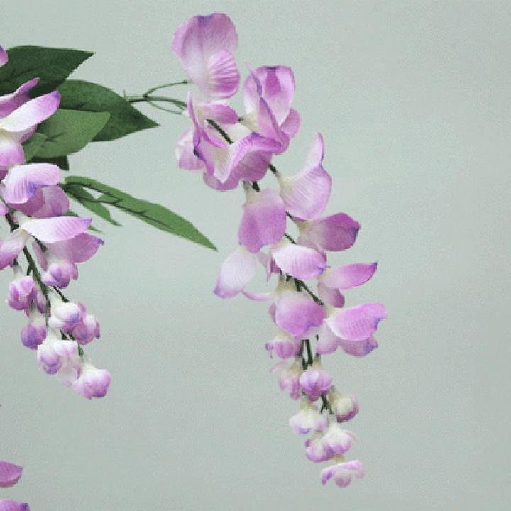 藤の花 Amazon | 藤 苗 【花藤 （紫花）】 約0.7m ポット苗 | 植木