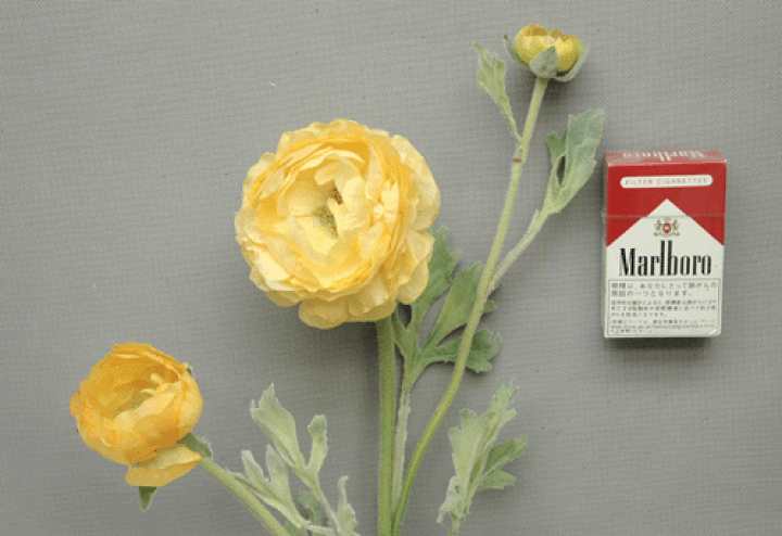 楽天市場】ラナンキュラス【ラナンキュラス3輪付】1本売(全長約