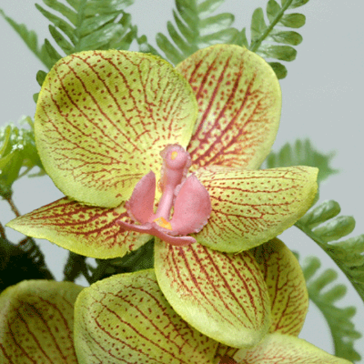 楽天市場】【造花】オーキッド【オーキッドブーケ】1束売FD4934-2色