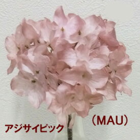 ニューハイドレンジアピック秋色アジサイ(MAU) 渋めの色合い (全長約25cm*花径約12cm)-3163-MAU