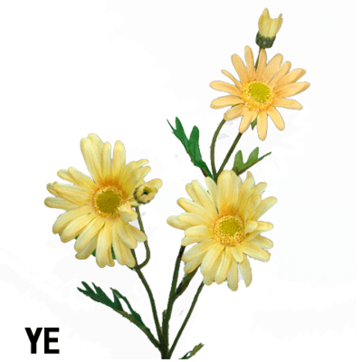 マーガレット商品です 園芸ネット本店｜マーガレット：さくらべーる4号鉢植え の通販【公式】