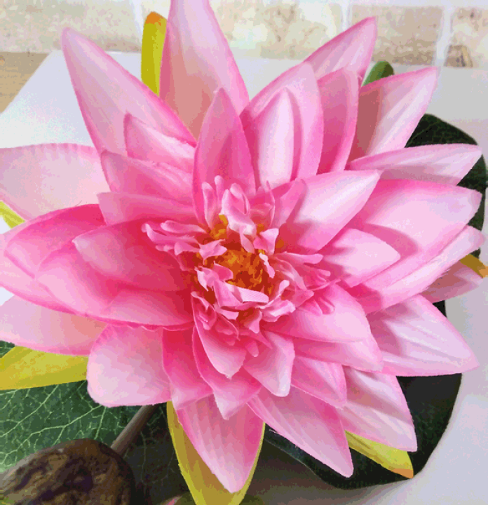 Amazon.co.jp: ハス（Sacred Lotus、ピンク）の種 (10) : DIY