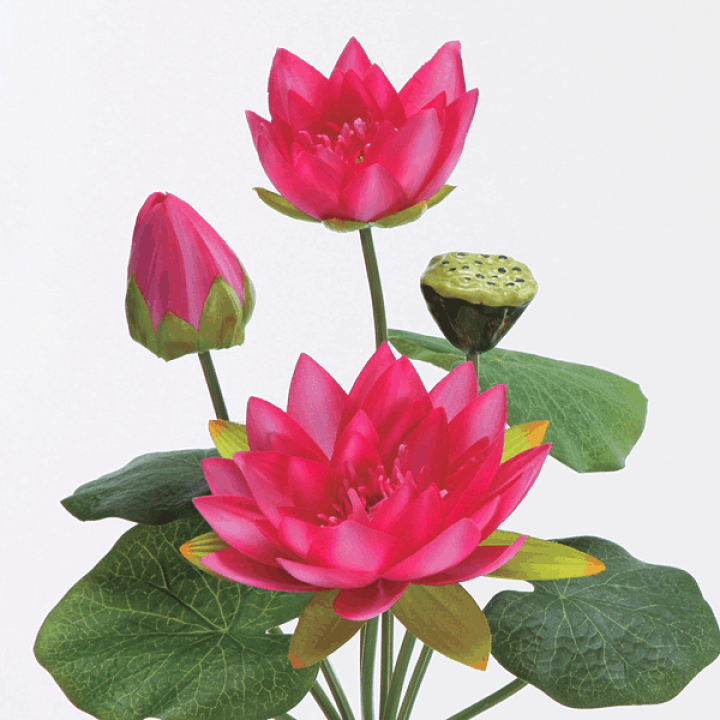 ハス（Sacred Lotus、ピンク）の種 - マルシェ青空