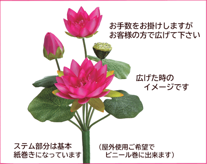 ハス（Sacred Lotus、ピンク）の種 - マルシェ青空