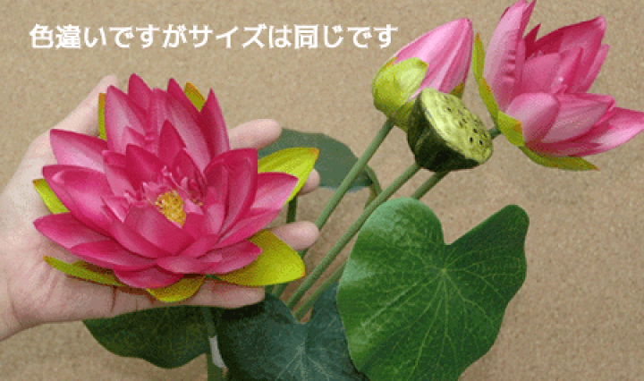 楽天市場】ハスの花 ブルー 3輪付ロータスブッシュ(束)BL (全長