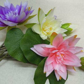楽天市場 ロータス 花の通販