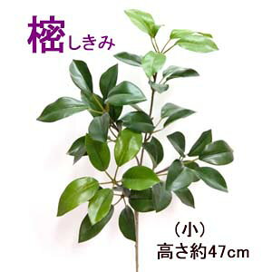 [ŒZo11ב҂]͂Ȃw1{xS47cm () sikibi-4158-S-1