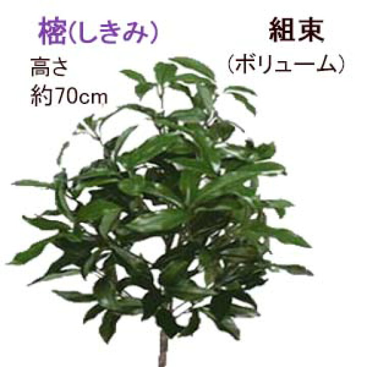 楽天市場】ボリューム有 特大組束しきび『1束売』 全長約70cm(大1本と 