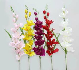 楽天市場 グラジオラス 花 観葉植物 花 ガーデン Diy の通販