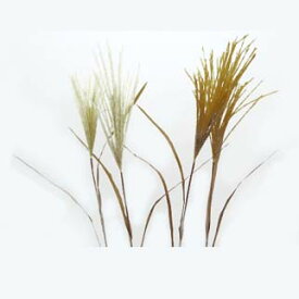 楽天市場 すすき 花 観葉植物 花 ガーデン Diy の通販