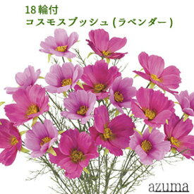楽天市場 コスモス 花 観葉植物 花 ガーデン Diy の通販