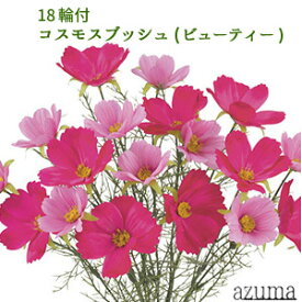 (ビューティー)【秋の造花】コスモス 秋桜 18輪付コスモスブッシュ(ビューティー)FLB-8078