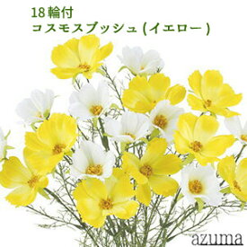楽天市場 コスモス 花 観葉植物 花 ガーデン Diy の通販 楽天市場 コスモス 花 観葉植物 花 ガーデン Diy の通販