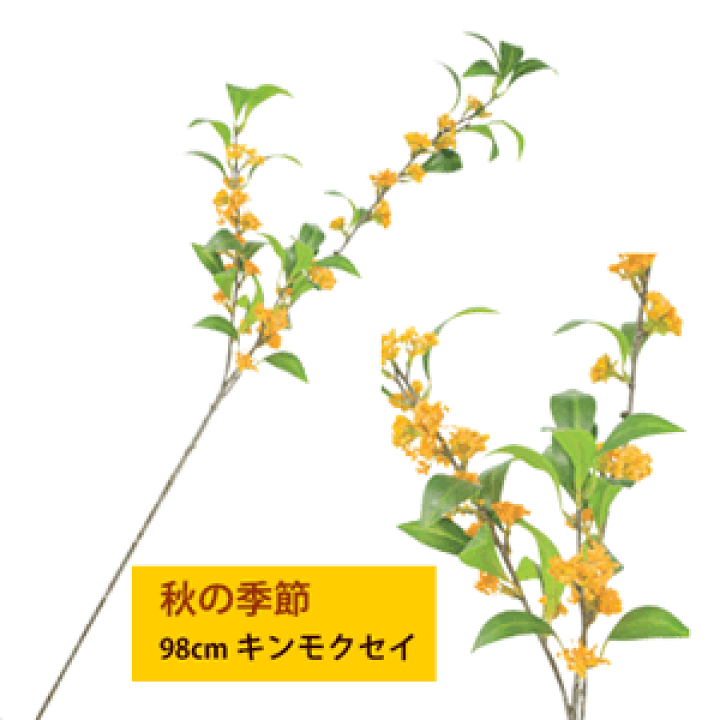 楽天市場】最短出荷 【秋の季節】96cm キンモクセイ(枝物) v25050