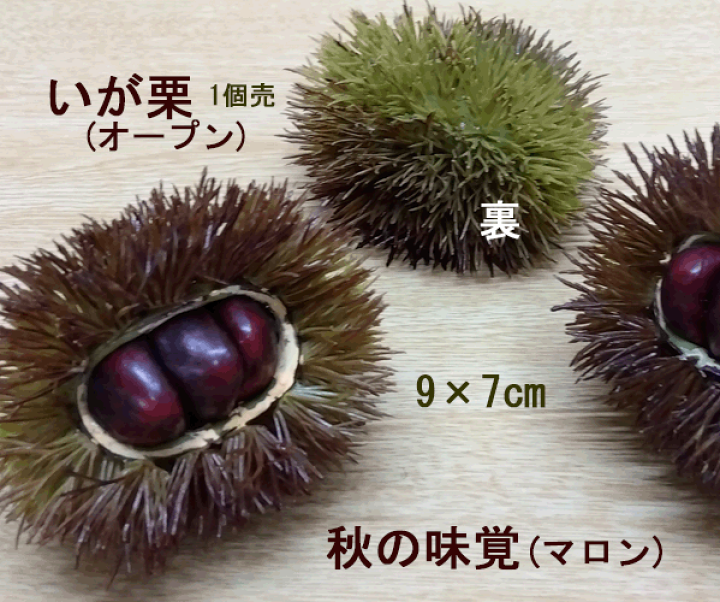 楽天市場】[最短出荷] いが栗 1個売 オープン栗(マロン)25148【食品