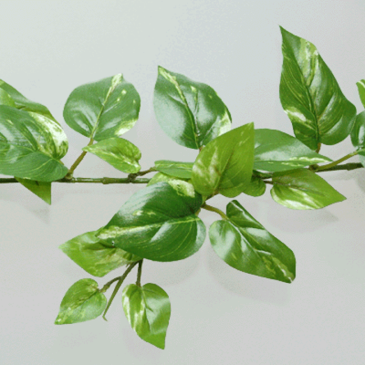 楽天市場】*[お取り寄せ]フレンチポトスガーランド 1本売全長約180cm