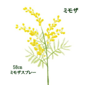 楽天市場 ミモザ の 木の通販 楽天市場 ミモザ の 木の通販