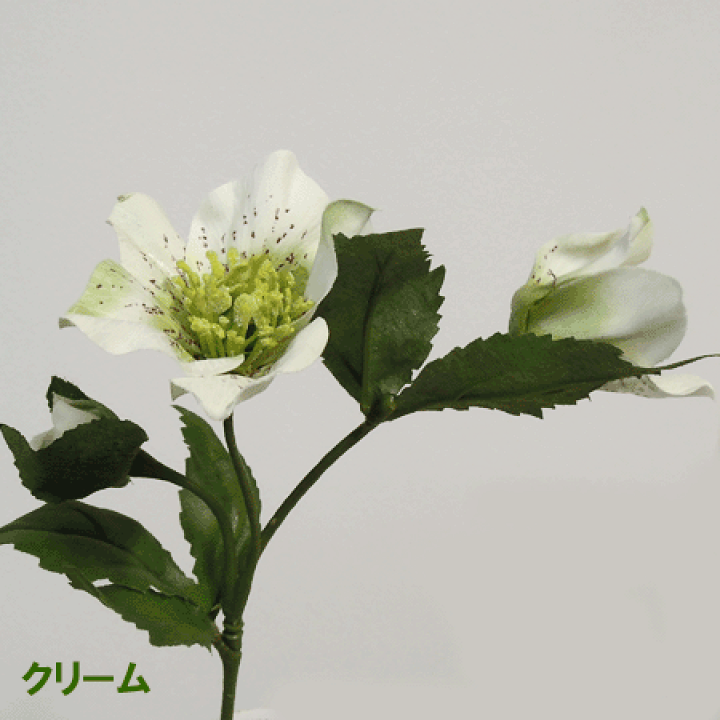 ✿✿㉕-187クリスマスローズ