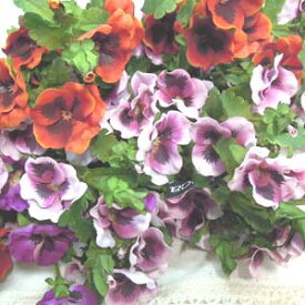 楽天市場 パンジー 花の通販 楽天市場 パンジー 花の通販