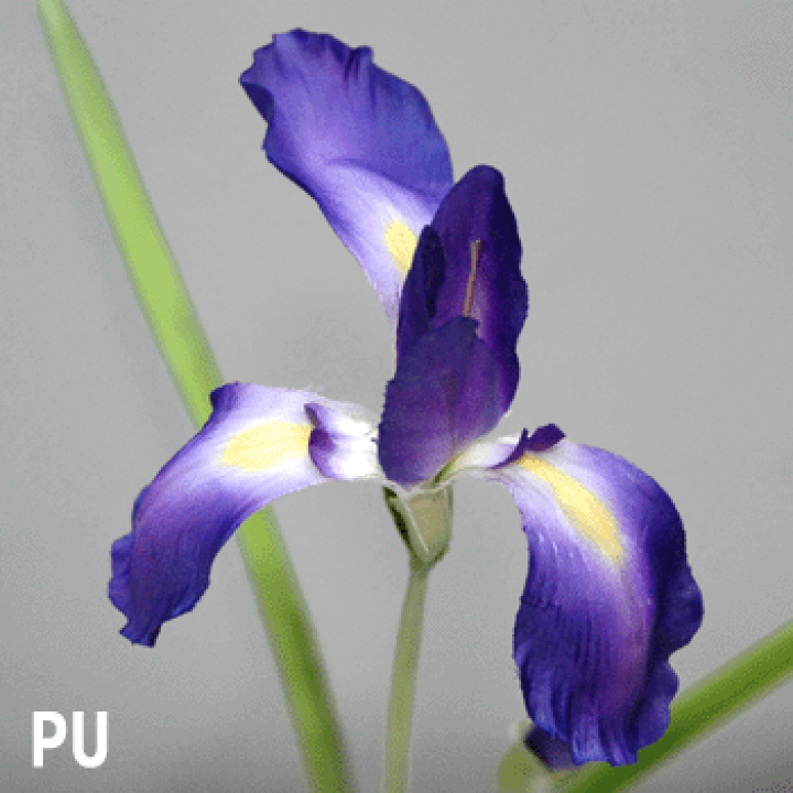 楽天市場】アイリス蕾付【夏の造花】全長約47cm アイリス蕾付 A