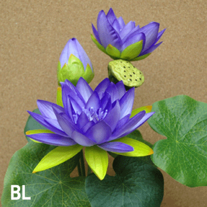 楽天市場】ハスの花 ブルー 3輪付ロータスブッシュ(束)BL (全長