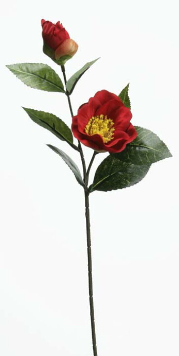 楽天市場】椿【正月花材】椿の小枝(2輪付ピック) 全長約40cm 2906F 