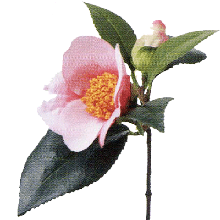 Amazon | 花椿クラブ ブランダーム (レフィル) 25g 【医薬部外品