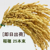 即日出荷 ドライ稲穂束 全長約40cm 【しめ縄資材】(25本組)全長約40cm 1375-N・9675-N