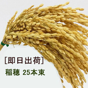 o hC䑩 S32cm yߓꎑށz(25{g)S32cm 1375-NE9675-N