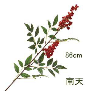 [ēׁ@o] iey ԍށz[2t S86cm VXv[ ([2t 8`11cm)6883