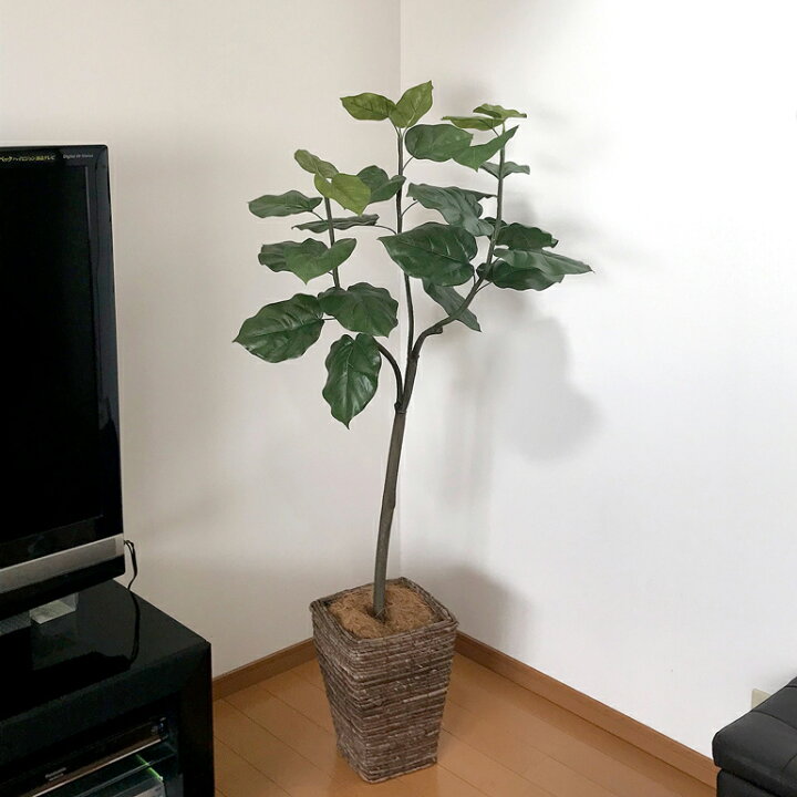 楽天市場】フェイクグリーン ウンベラータ 150cm 光触媒 観葉植物 造花 
