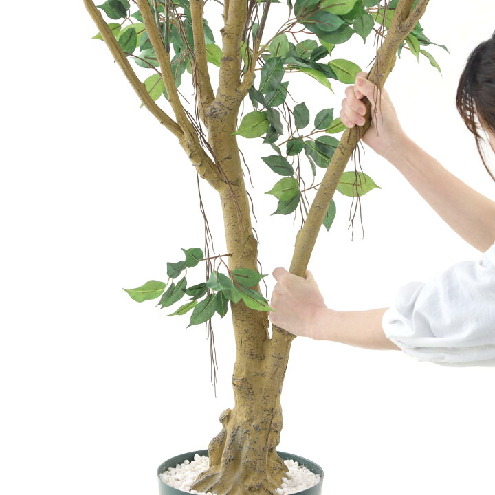 楽天市場】フェイクグリーン ベンジャミン 210cm 光触媒 観葉植物 造花 