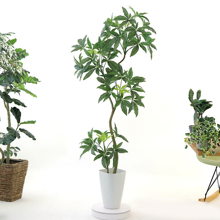 楽天市場】フェイクグリーン パキラ 155cm 光触媒 観葉植物 造花 