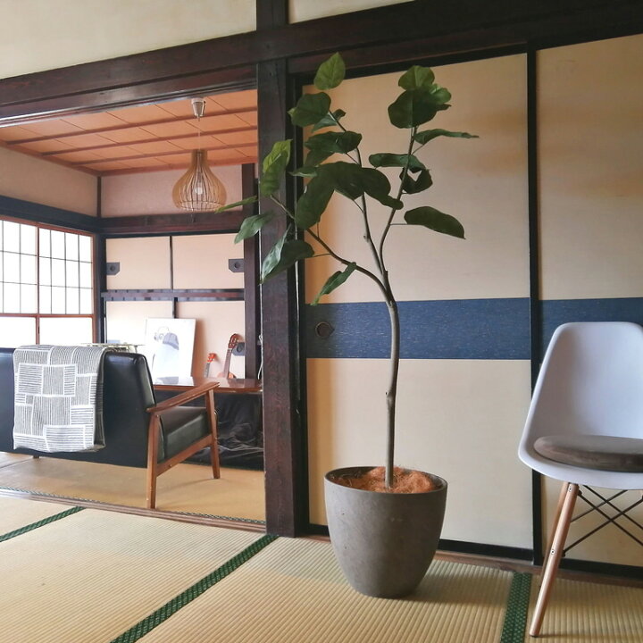 楽天市場 フェイクグリーン 観葉植物 フェイク 人工観葉植物 大型 光触媒 造花 インテリア リアル おしゃれ 鉢 お祝い 樹 木 室内 フィカス ウンベラータ 3枝 人気 空気清浄 玄関 リビング オフィス 部屋 シンプル 初心者 抗菌 消臭 観葉樹 150cn 日付指定 ギフト不可