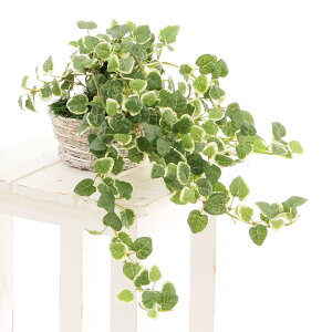 観葉植物 小さめ 観葉植物の人気商品 通販 価格比較 価格 Com