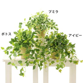 フェイクグリーン 観葉植物 フェイク 室内 小型 小さめ 鉢 木 おしゃれ 光触媒 造花 リアル アイビー ポトス プミラ インテリア 人気 空気清浄 人工 玄関 リビング オフィス 部屋 爽やか 緑 シンプル 初心者 抗菌 銀 酸化チタン 消臭 観葉樹 素焼きポット お買い得 No8407