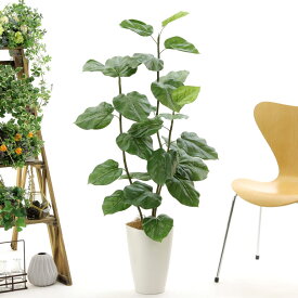 楽天市場 ウンベラータの通販