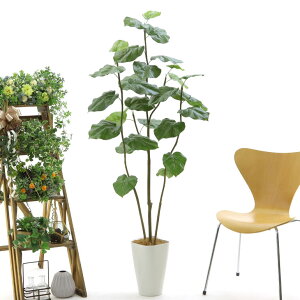 ウンベラータ 観葉植物の人気商品 通販 価格比較 価格 Com