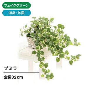 観葉植物 小さめの人気商品 通販 価格比較 価格 Com