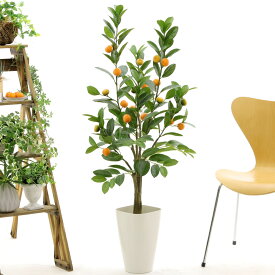 楽天市場 みかん 花 観葉植物 花 ガーデン Diy の通販