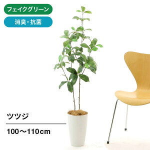 ベランダ 観葉植物 大型の人気商品 通販 価格比較 価格 Com