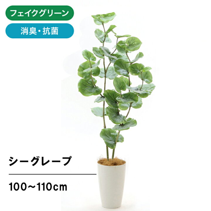 楽天市場 フェイクグリーン 人工 観葉植物 造花 光触媒 鉢 植木 葉 枝 観葉樹 シンプル オフィス おしゃれ インテリア 大型 室内 鉢 観葉樹 空気清浄 消臭 抗菌 銀 酸化チタン 光触媒 シーグレープ 2本立 高さ100 110cm 白丸ポット Chic7 日時指定 ギフト不可