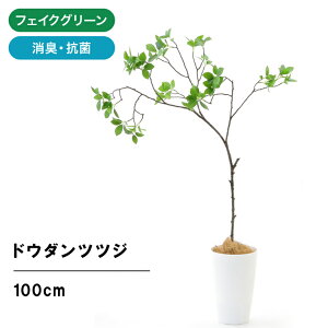 室内 植木 観葉植物の人気商品 通販 価格比較 価格 Com