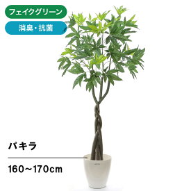 楽天市場 パキラ 3本立の通販
