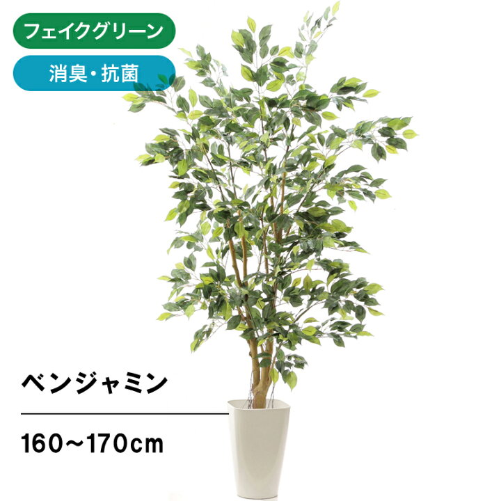 楽天市場 フェイクグリーン 人工 造花 光触媒 観葉 植物 樹 木 160cm シンプル オフィス おしゃれ インテリア 大型 室内 鉢 観葉樹 空気清浄 消臭 銀 酸化チタン 光触媒 自然 リアル ワイルド ベンジャミン 高さ160 170cm スマートポットchic8 日付指定 ギフト不可