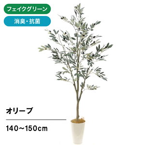 オリーブ 観葉植物 室内の人気商品 通販 価格比較 価格 Com