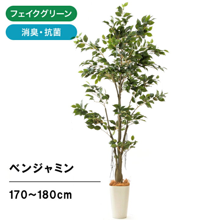 楽天市場 フェイクグリーン 人工 造花 光触媒 観葉植物 観葉樹 170cm 180cm シンプル オフィス おしゃれ インテリア 大型 室内 鉢 人工 観葉樹 空気清浄 消臭 抗菌 銀 酸化チタン リアル フィカス ベンジャミン スマートポット Chic8 ヤシの繊維 組立式 No
