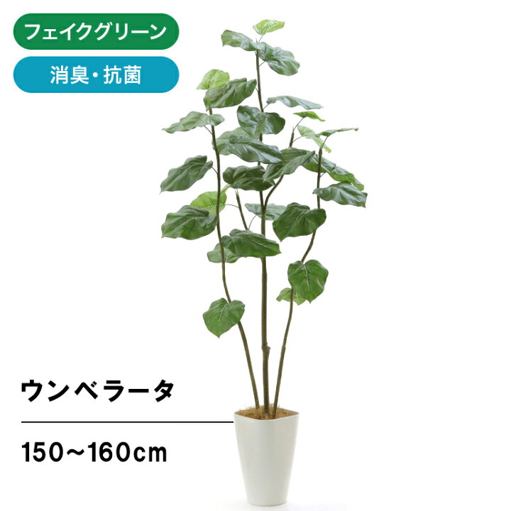 楽天市場 フェイクグリーン 人工 造花 光触媒 観葉 植物 木 樹 人工 シンプル オフィス おしゃれ インテリア 大型 室内 鉢 観葉樹 空気清浄 消臭 銀 酸化チタン 光触媒 フィカス ウンベラータ 3本立 高さ150 160cm スマートポット Chic8 ヤシの繊維 日付指定 ギフト 楽天市場 フェイクグリーン 人工 造花 光触媒 観葉 植物 木 樹 人工 シンプル オフィス おしゃれ インテリア 大型 室内 鉢 観葉樹 空気清浄 消臭 銀 酸化チタン 光触媒 フィカス ウンベラータ 3本立 高さ150 160cm スマートポット Chic8 ヤシの繊維 日付指定 ギフト