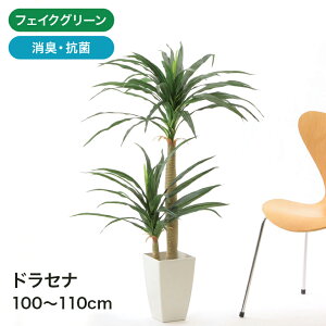 観葉植物 ドラコ ドラセナの人気商品 通販 価格比較 価格 Com