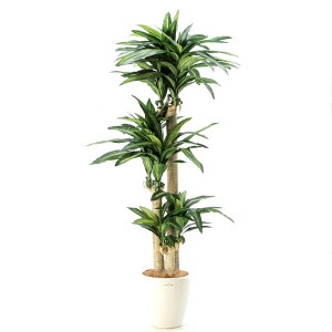 観葉植物 ドラセナの通販 価格比較 価格 Com